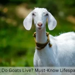 Close-up of a white goat standing outdoors with a green blurred background, accompanied by the text 'How Long Do Goats Live? Must-Know Lifespan Secrets!' addressing the question of goat lifespan and care.